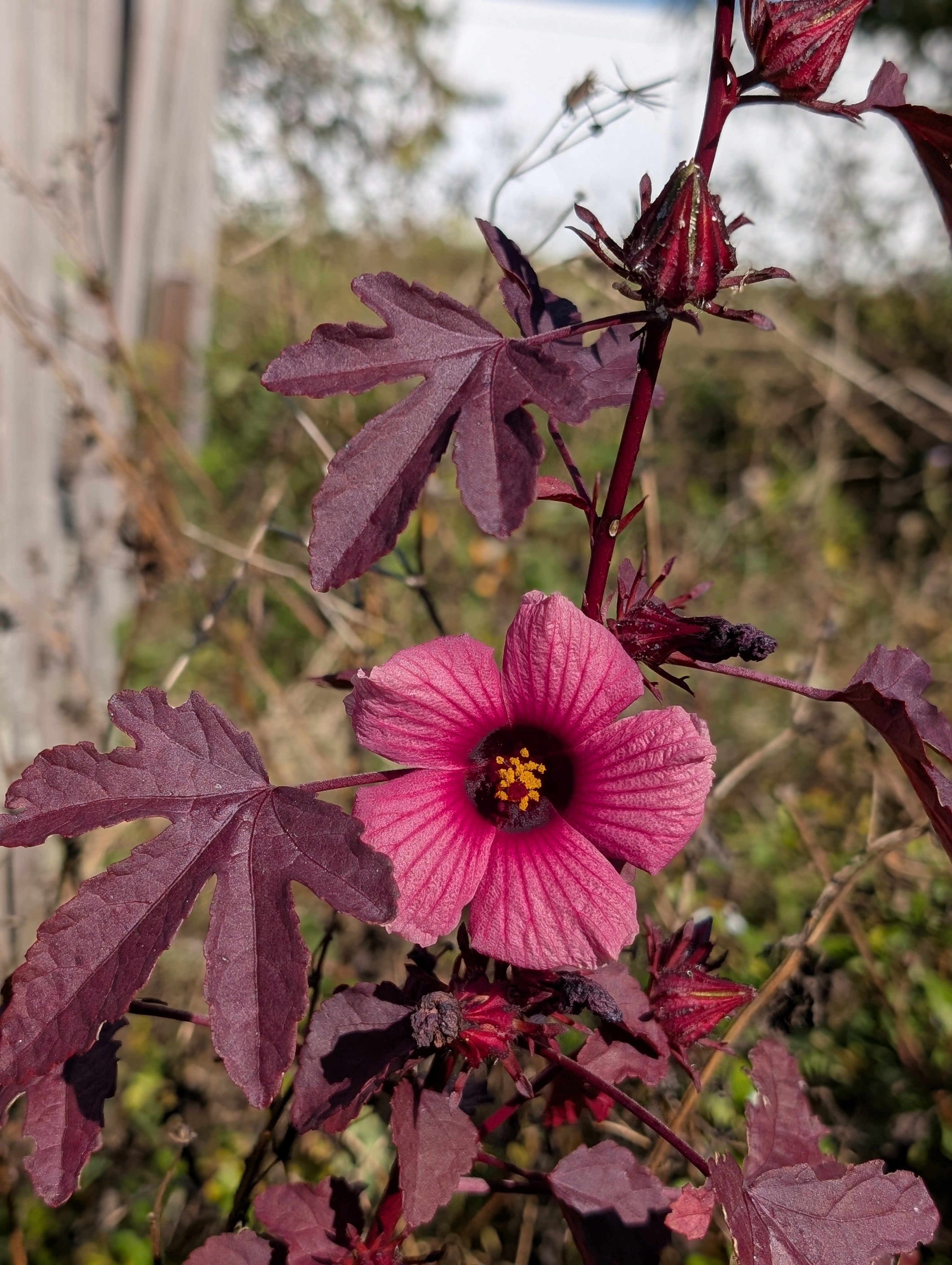 Cranberry Hibiscus Flowering Plant